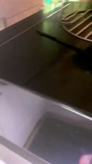 Dog tries to go outside but a tree is in the way!