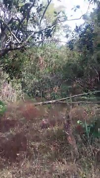 Ônibus despenca na região da Serra da Barriga, em União dos Palmares