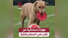 مهارة استثنائية من كلب في التحكم بالكرة