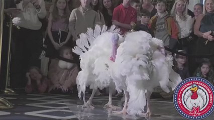 Majestic turkeys ready for Biden's last Thanksgiving pardon