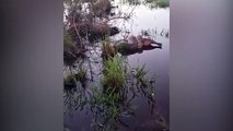 Abraço da sogra: internauta flagra Sucuri abraçando Capivara em região alagada