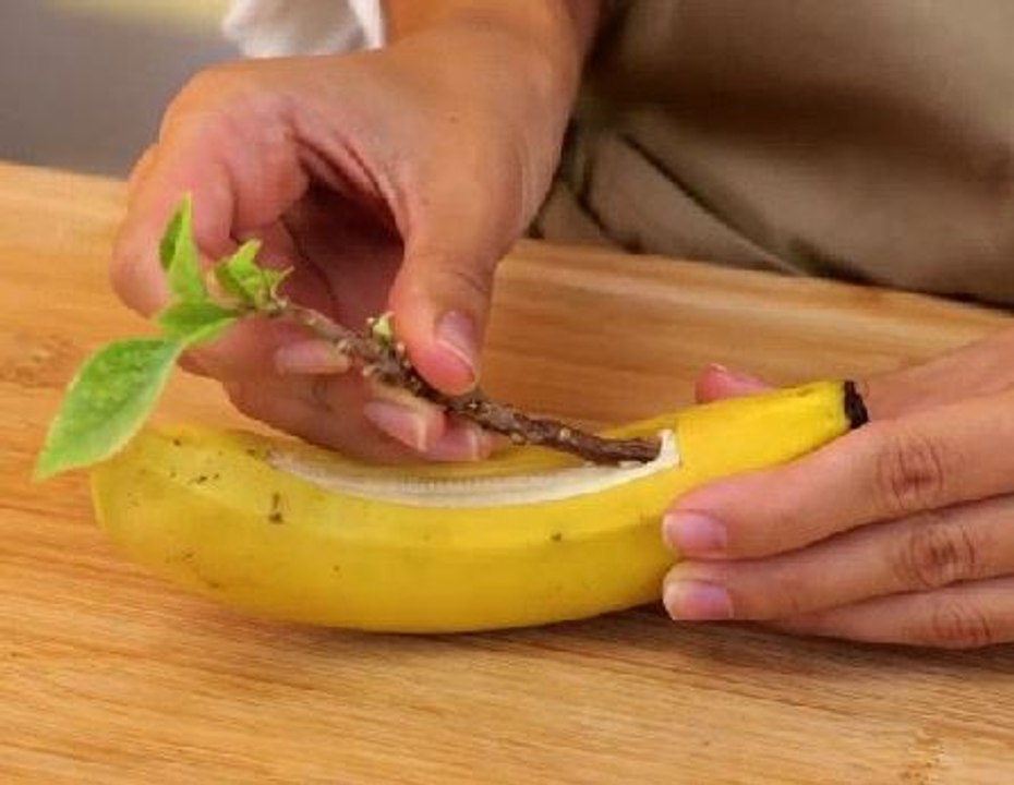 Indoor gardening hacks to grow a lush plants inside!