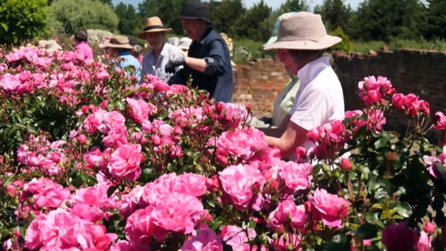 Volunteers preserve Woolmers Estate's historic roses for public display in Tasmania