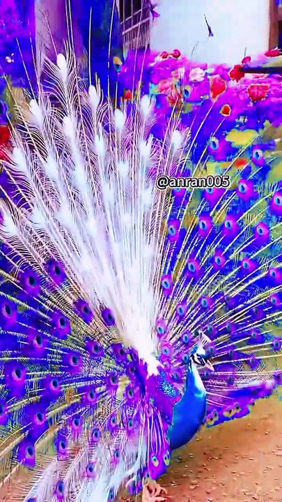 Peacock