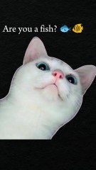 Are you a fish 🐟🐠? - Follow us for more kitti memes😀