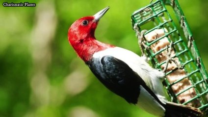 Red Headed Woodpecker Habitat