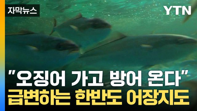 [자막뉴스] 동해 점령한 난류성 어종...뒤바뀐 한반도 어장 지도 / YTN