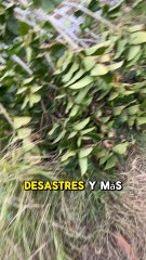 Los desastres y la furia de un huracan . Cuba