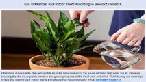 Benedict T Palen Jr - Tips To Maintain Your Indoor Plants