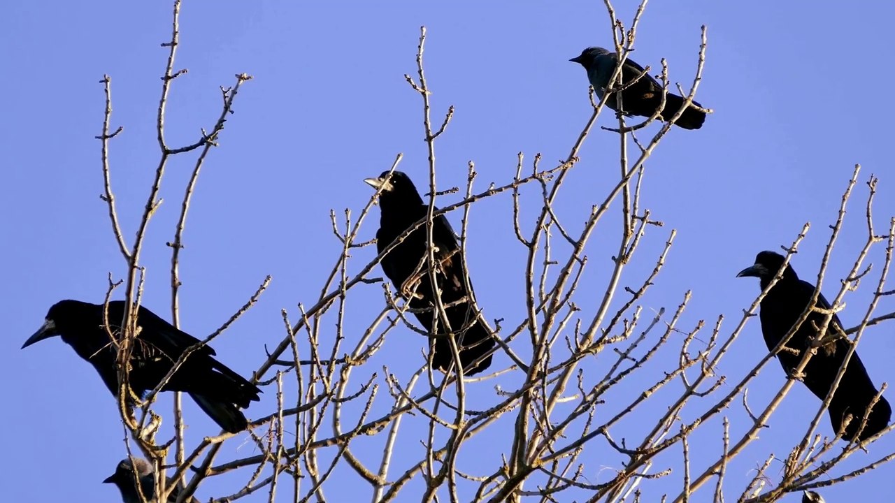 The Rook: Close Up HD Footage (Corvus frugilegus)
