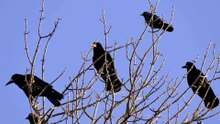 The Rook: Close Up HD Footage (Corvus frugilegus)