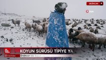 Erzincan'da koyun sürüsü tipiye yakalandı