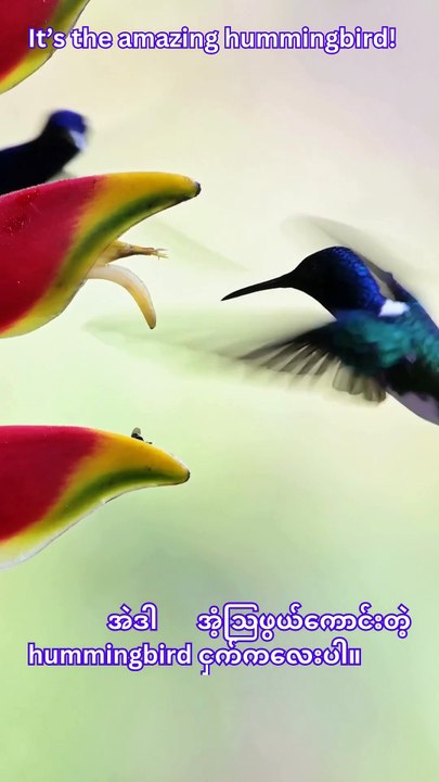 The Only Bird That Flies Backward: Amazing Hummingbirds! 🐦✨