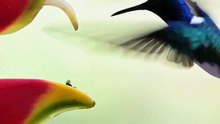 The Only Bird That Flies Backward: Amazing Hummingbirds! 🐦✨