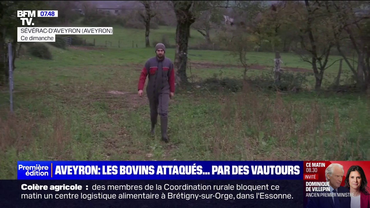 Dans l’Aveyron, des agriculteurs sont victimes d'attaques de vautours sur leurs élevages
