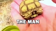 BABY TORTOISE RESCUE! #animalstories #animals #animalrescue #cute