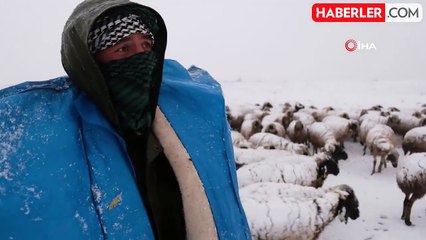 Koyun Sürüleri Karın Mağduru Oldu