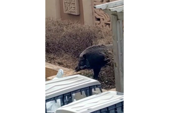 Chinese police shoot rampaging wild boar