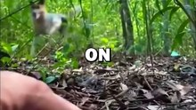 RAISING BABY OTTER! #animalstories #animals #animalrescue