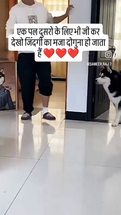 Dog lover