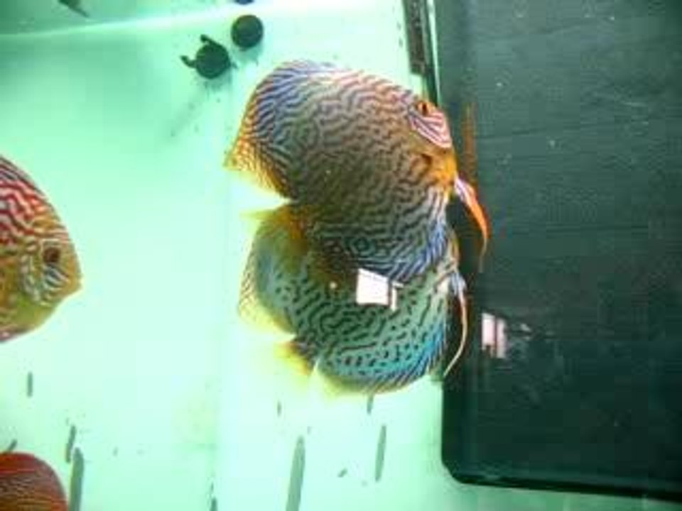 discus chez Aquasteph