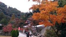 箕面山の紅葉2024