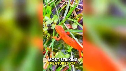 RAINBOWS of Animal Kingdom Orange Eastern Newt!