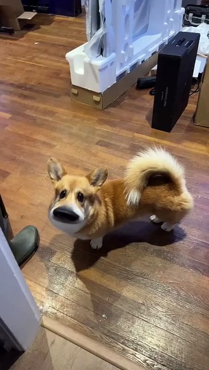 Oh le filtre voix sur mon chien il me detruit de rirec'est quoi ces bruits ?