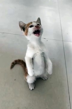 Cute animals #funnyvideos #catvideos #FunnyCats #cats #funnyanimals #animals