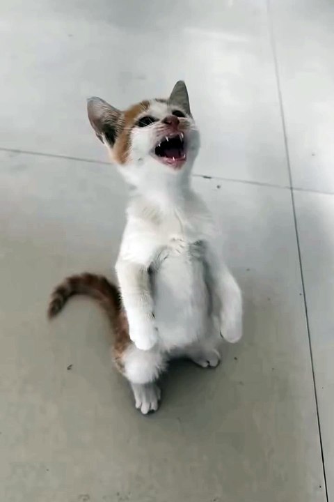 Cute animals  #funnyvideos #catvideos #FunnyCats #cats #funnyanimals #animals