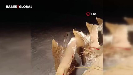 Yağan kar en çok kurtları mutlu etti: Yaşadıkları sevinç kamerada