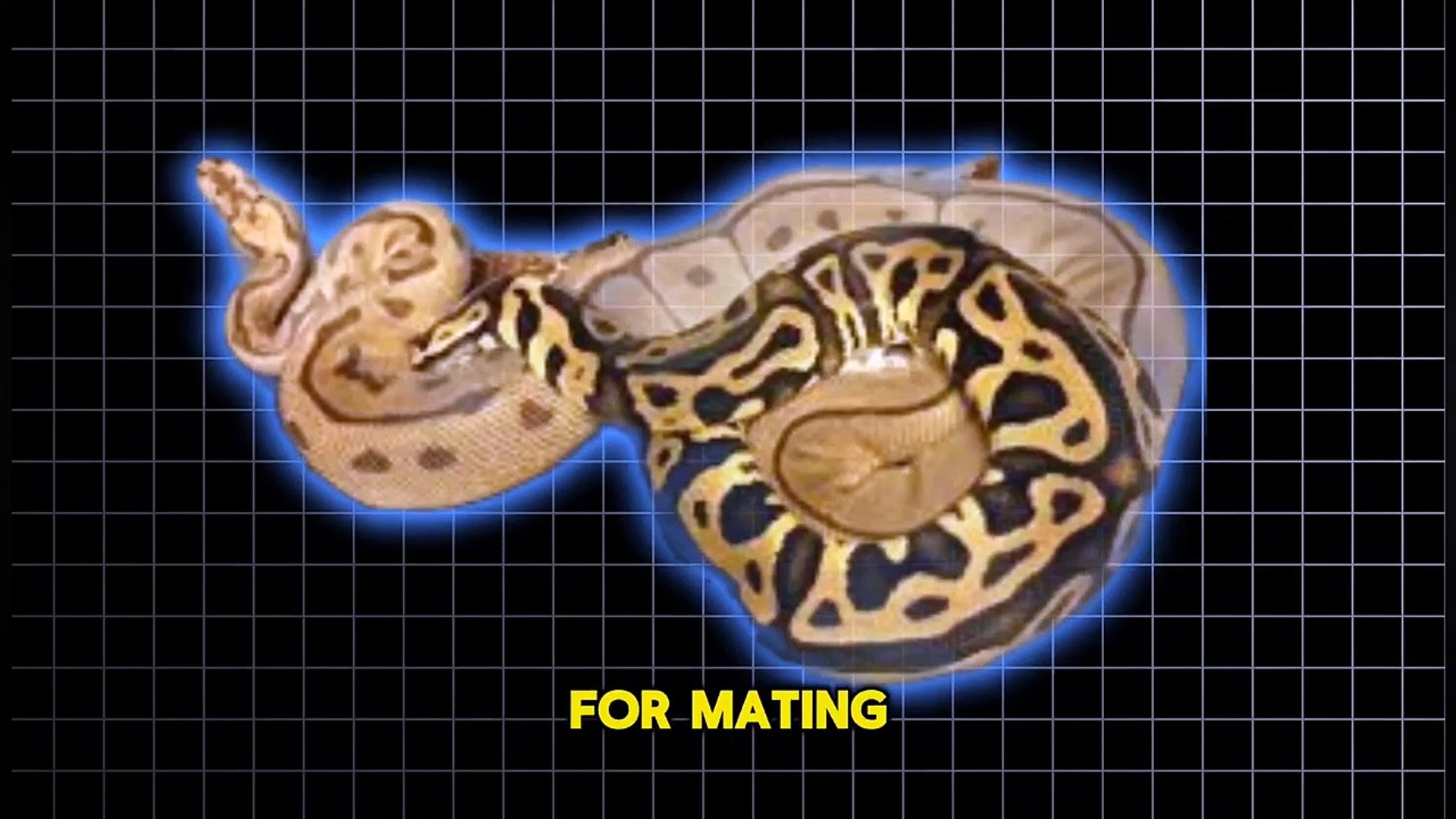 ⁣Ball Python_ Facts About These Exotic Pets!