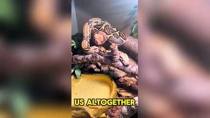 Boa Constrictor_ must-watch Video for Snake enthusiasts!