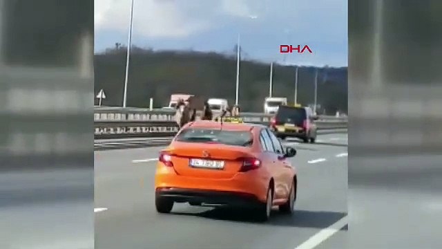 İstanbul - Arnavutköy'de 7 atın karayolundaki yolculuğu kazayla bitti