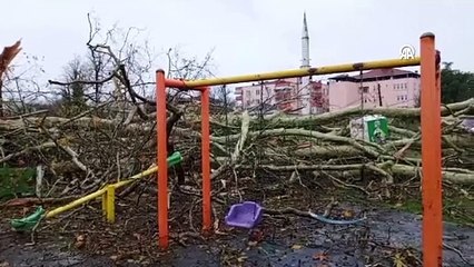 Fırtına ağaç devirdi
