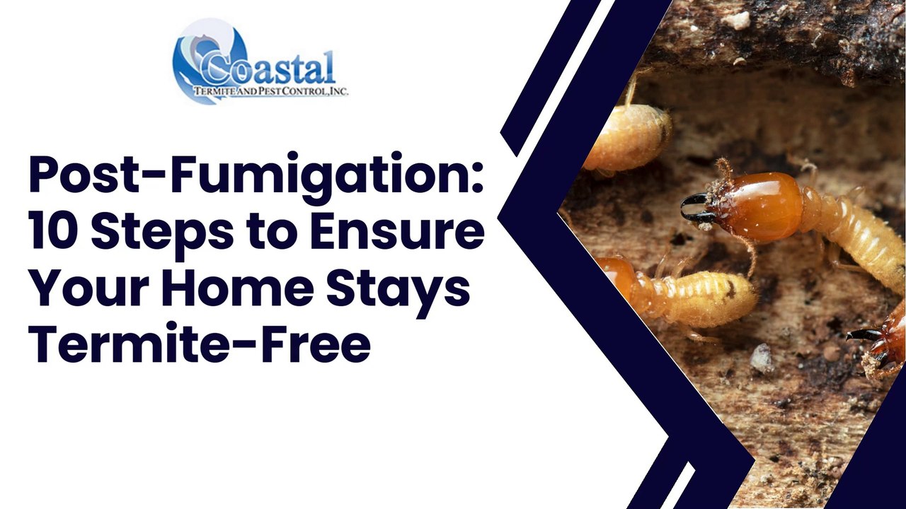 Post-Fumigation: 10 Steps to Ensure Your Home Stays Termite-Free