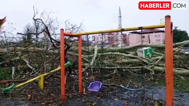 Samsun'da 650 Yaşındaki Anıt Çınar Ağaç Olumsuz Hava Koşullarında Devrildi