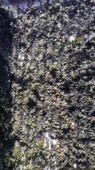 Tanaman hias rambat Dolar