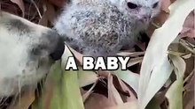 DOG FINDS BABY OWL! #animalstories #animals #animalrescue