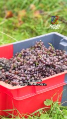 Réfugié d'Afghanistan, Haroon est devenu vigneron en Alsace