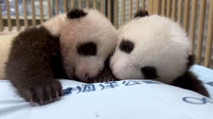 Hong Kong's Adorable Twin Panda Cubs Celebrate 100 Days of Cuteness