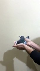 VID-20241125-WA0004 34-24-37769