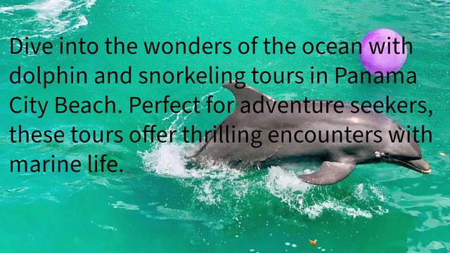 Panama City Beach Dolphin Snorkeling Tours