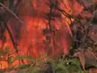 Greenpeace vs Dove Onslaught Onslaughter