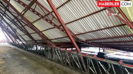 Kayseri'de Ahır Çöktü: 17 Hayvan Telef Oldu