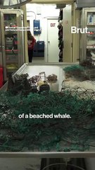 Plastic found in stomach of beached whale