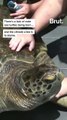 How is the climate affecting sea turtles?