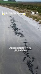 477 whales die in New Zealand