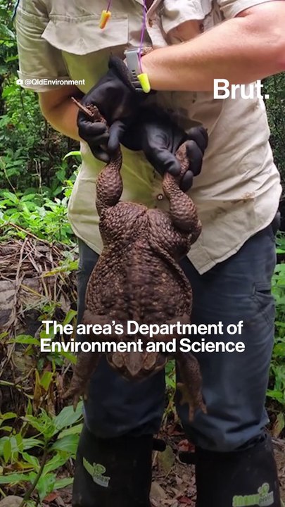 "Toadzilla" discovery