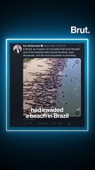 Crocodiles didn't invade a beach in Brazil